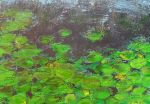 Water lilies 50x70 cm